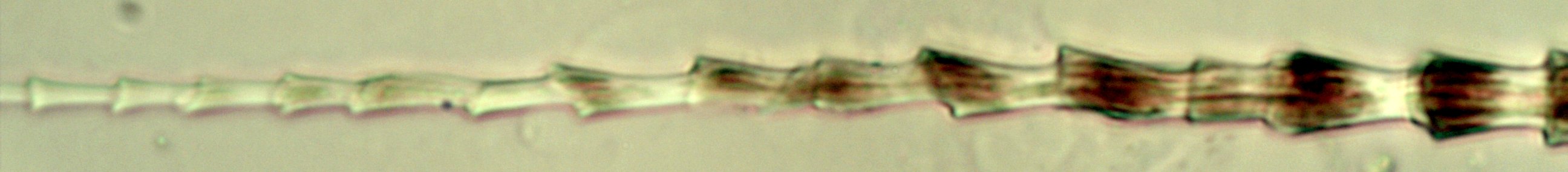 Bat Hair Microscope